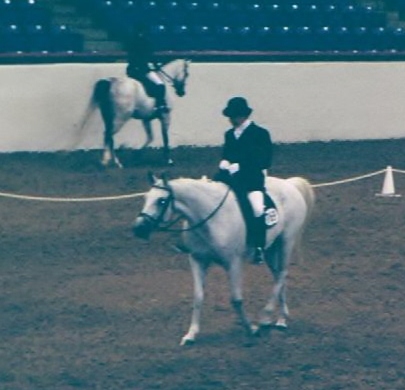 Diamond Blue entering the arena, getting ready to show in Training Level, as his brother, Electric Blue is leaving, after showing in 1st Level. 